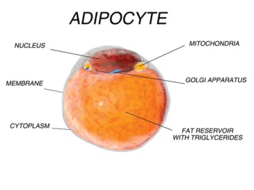 Adipocyte cell  showing fat reservoir 