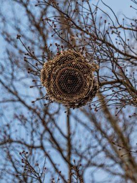 low angle shot of a bee hive hanging on a tree